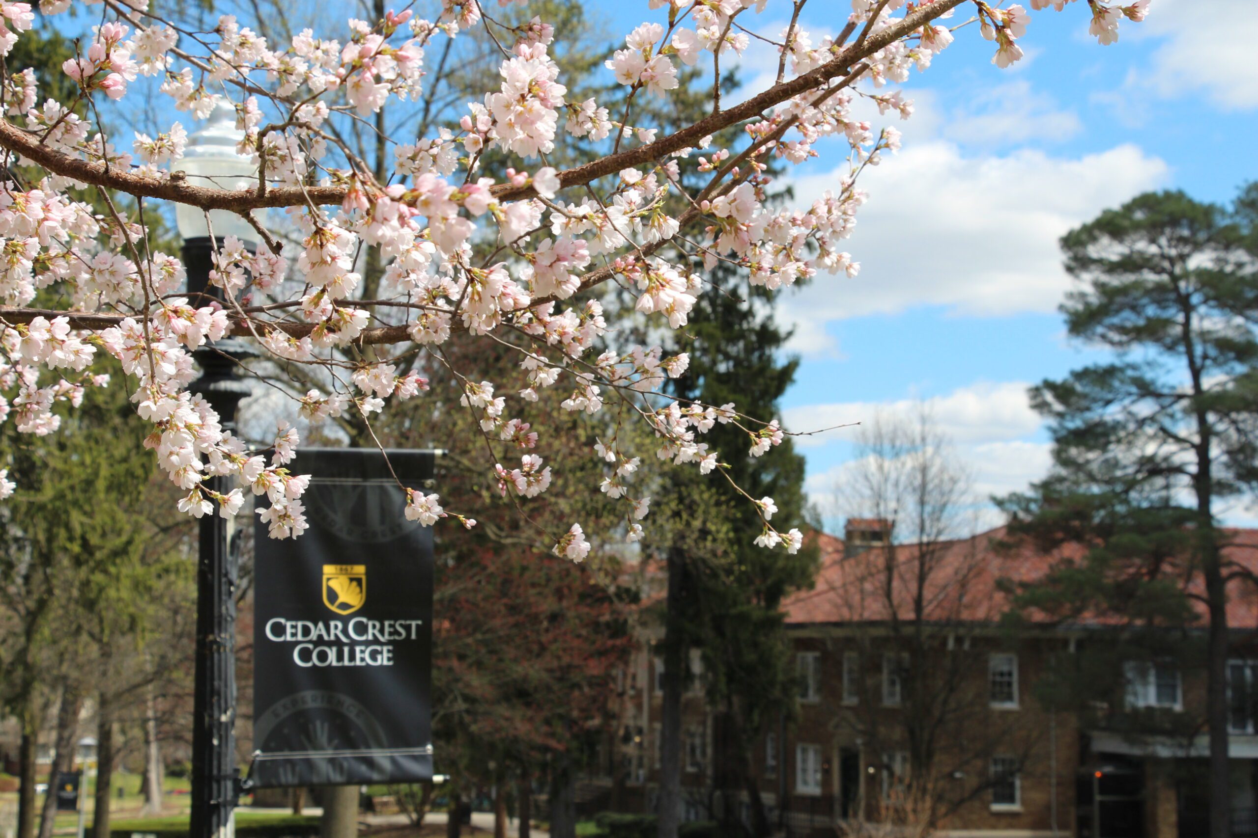 Pink tree and a Cedar Crest College flag on campus