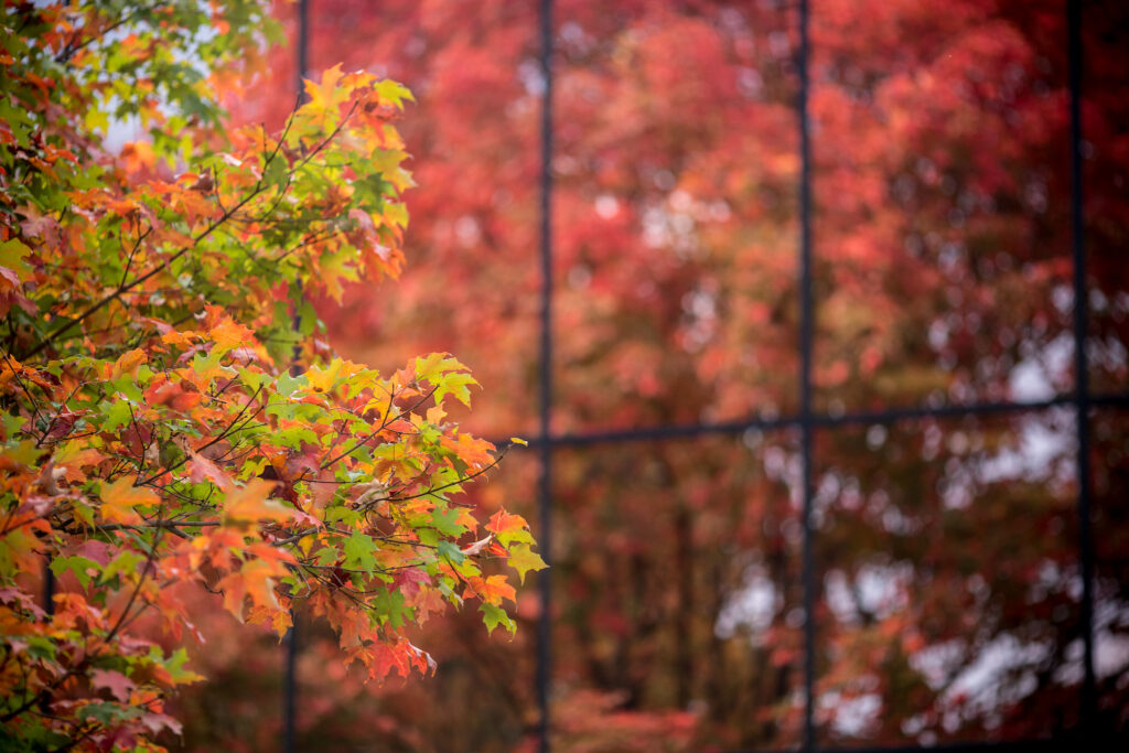 Campus Fall Folliage