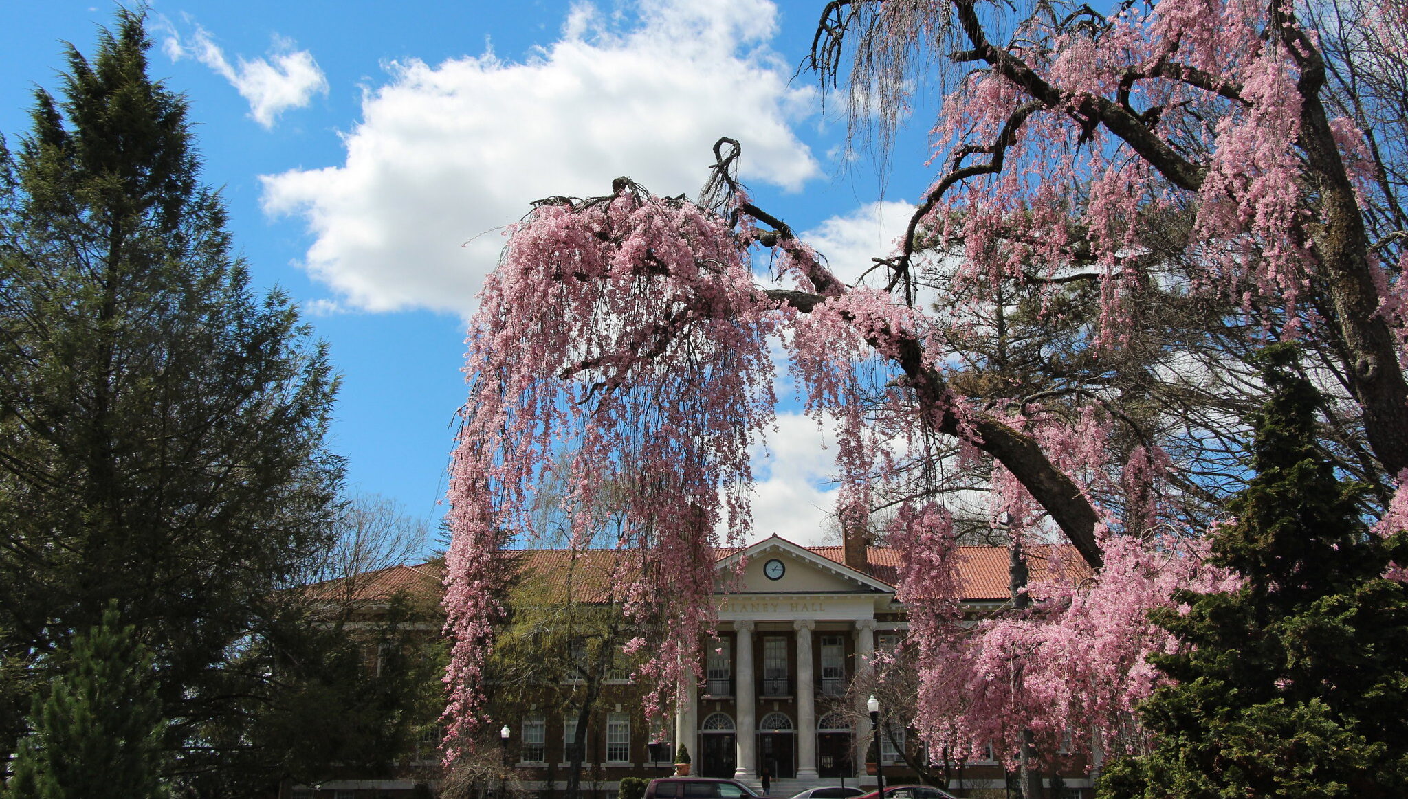 The Cedar Crest College campus with a pink tree