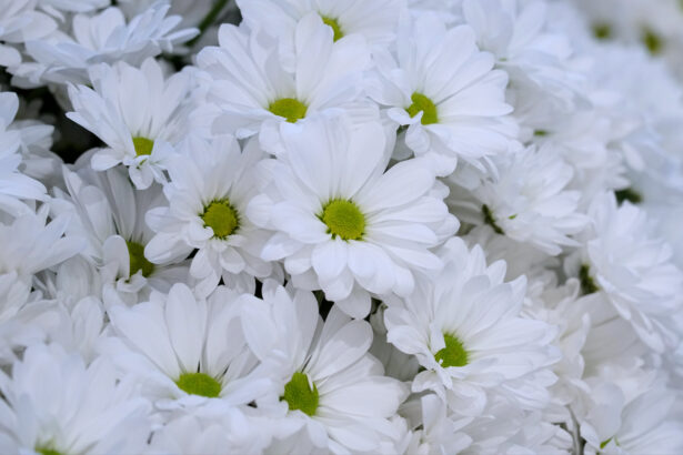 A close up shot of some white daisies