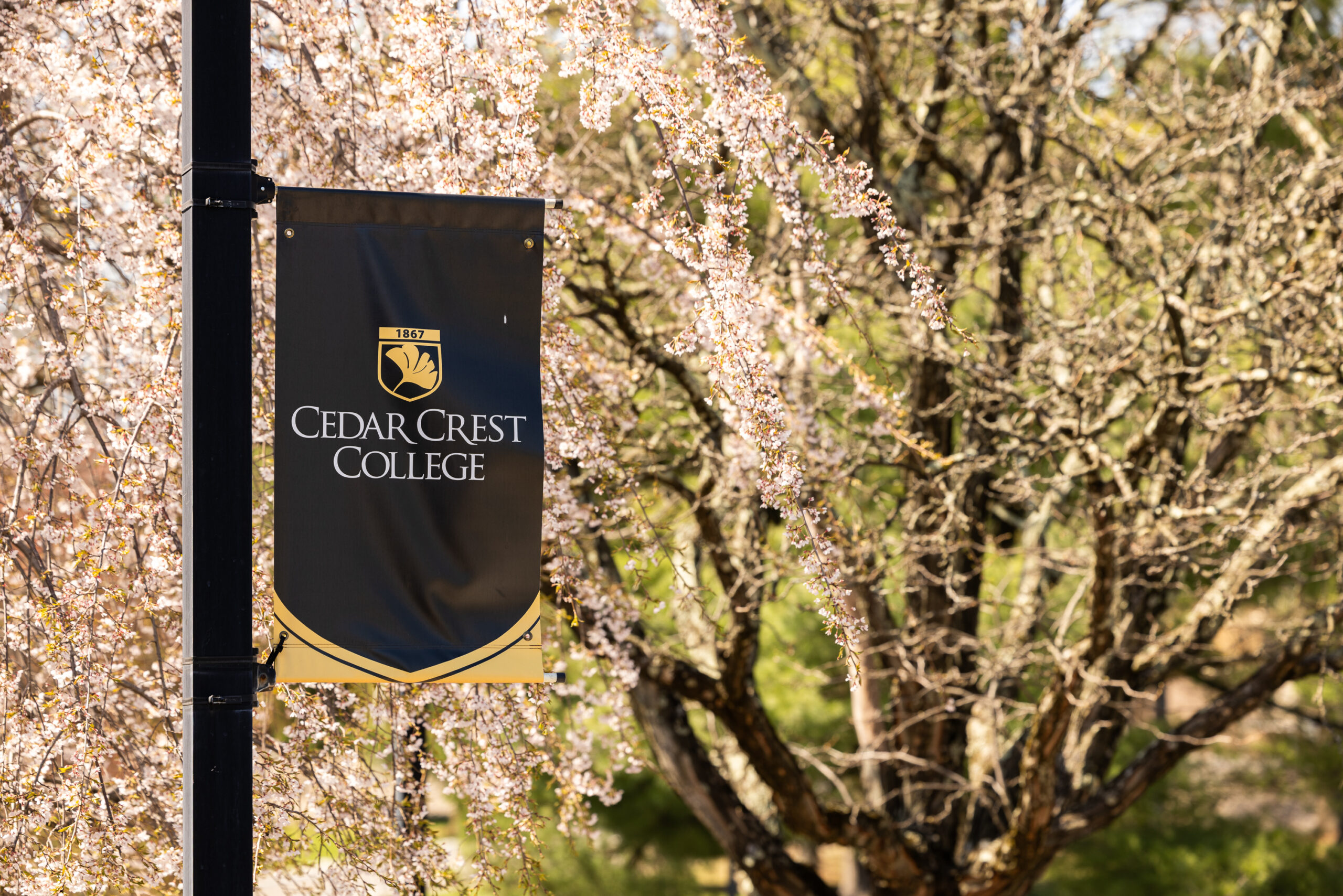 Growth With Purpose: Cedar Crest Expands Access and Opportunity  Image